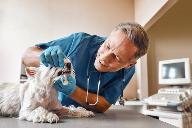 Best Emergency Dentist for Lost Fillings or Crowns in Chatham, VA
